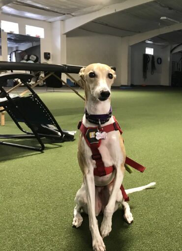 Pixie Therapy Dog Dr Sam Lacroix