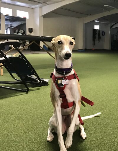 Pixie Therapy Dog Dr Sam Lacroix